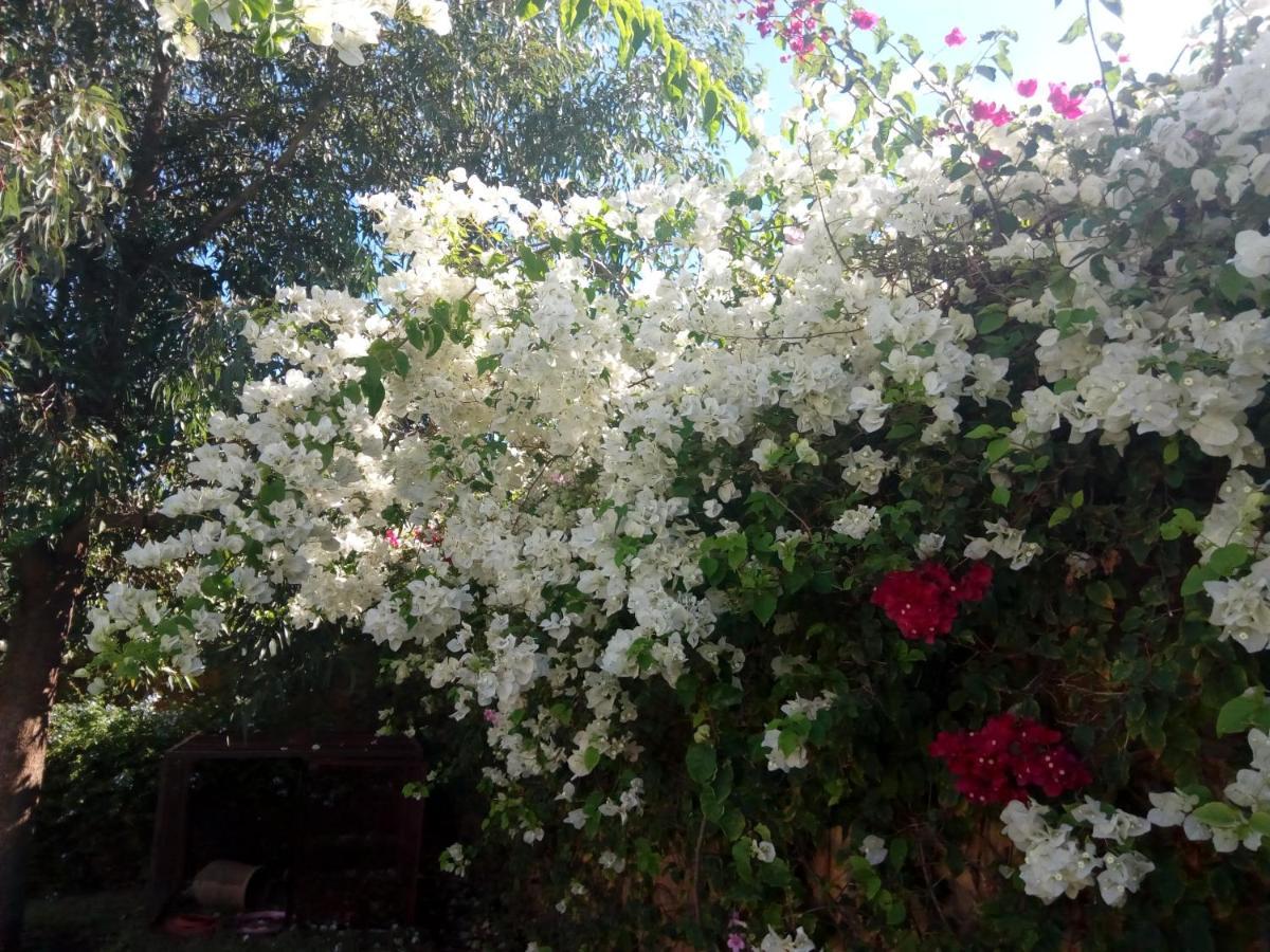 Nouaceur Riad Tanjil מראה חיצוני תמונה